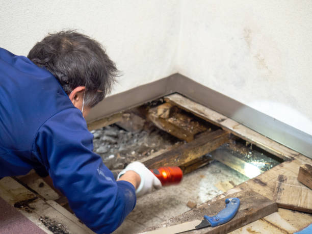 Best Fast Mold Removal  in Rosemount, OH