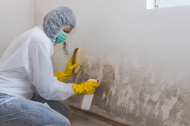 Best Attic Mold Removal  in Rosemount, OH