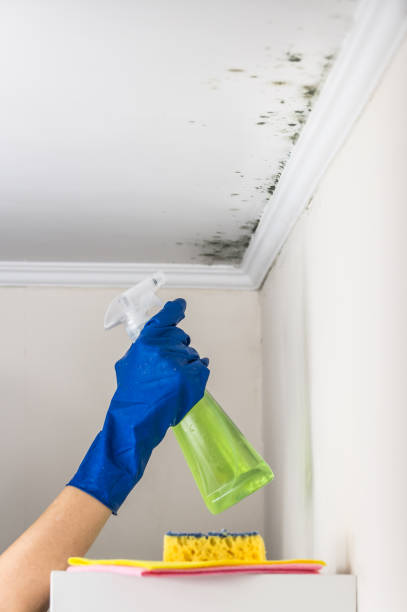 Best Residential Mold Removal  in Rosemount, OH