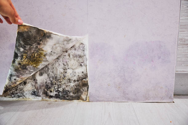 Mold Removal Process in Rosemount, OH